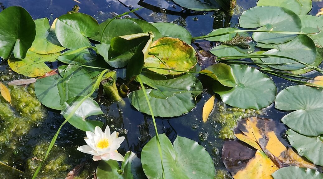 Water lily in pond